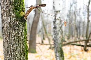 oak trunk and bare trees on blurred background photo