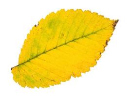 fallen yellow leaf of elm tree isolated photo