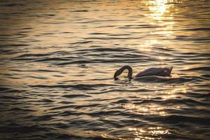 cisne en el lago al atardecer foto