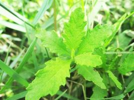 foliage Leaves fruits and Flowers photo