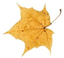 hoja amarilla vieja del otoño del árbol de arce aislado foto