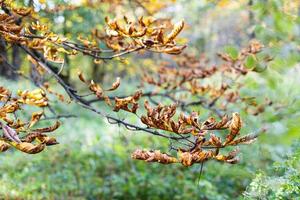 dried leaves on branch of horse chestnut tree photo