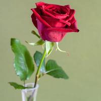 natural red rose flower on olive color background photo