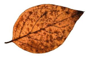 autumn decayed leaf of poplar tree isolated photo