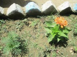 foliage Leaves fruits and Flowers photo