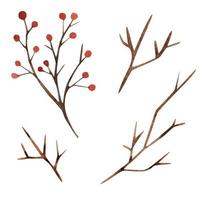 ramitas sin hojas. ramas con bayas. ilustración acuarela vector