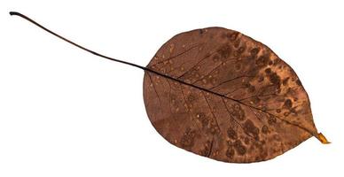back side of rotten dried leaf of pear tree photo