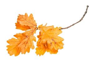 rama con hojas de roble naranja en otoño aislado foto