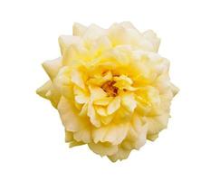 Yellow rose flower isolated on white background photo