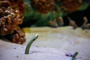 spot garden eel in aquarium sand photo