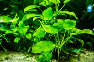 aquatic plant in aquarium tank photo