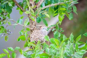 zebra dove bird on tree branch photo