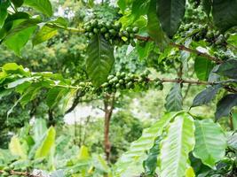 fresh coffee beans in coffee plants tree photo