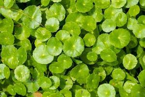 Herbal medicine leaves of Centella asiatica known as gotu kola photo