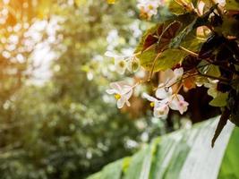 begonia close up photo