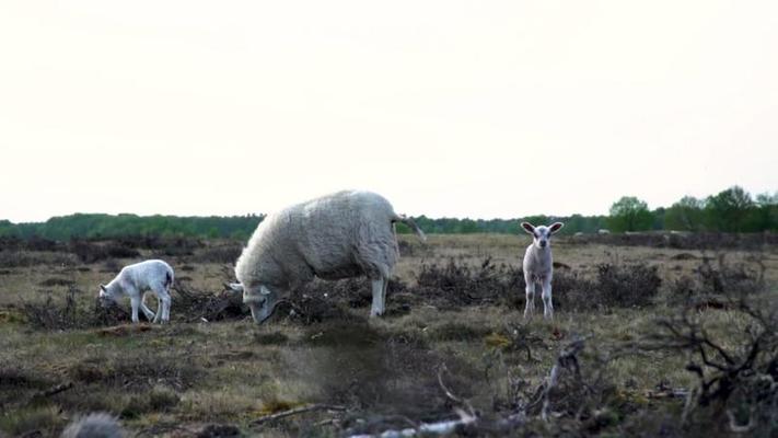 綿羊影片