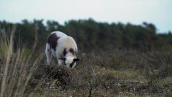 Young white and brown lamb grazes in brown meadow video