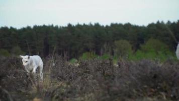 Small white lamb walks through dark brown grass in a meadow video