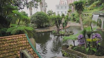 cascade avec arbres tropicaux et fleurs dans le jardin tropical luxuriant du palais de monte à madère, funchal, portugal video
