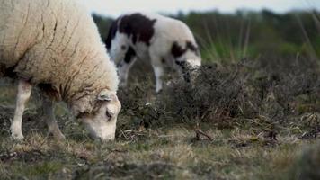 ovejas blancas y manchadas pastan en el prado video