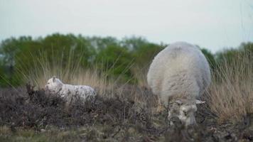 Wooly white sheep grazes in a grassy field video