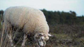 giovane bianca e Marrone agnello sfiora nel Marrone prato video
