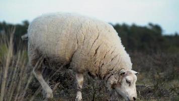 Young white and brown lamb grazes in brown meadow video