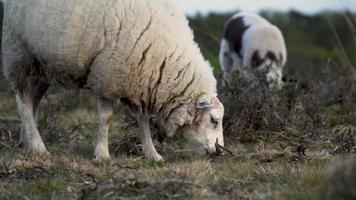 Sheep mother ewe and two baby lambs graze in a flat meadow video