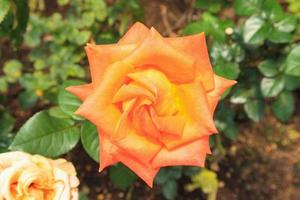 hermosas rosas naturales frescas en el jardín de flores foto