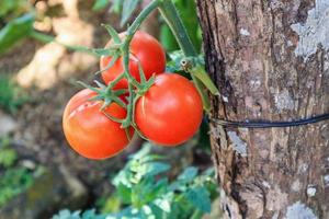 Close up Ripe tomatoes plant in organic garden photo
