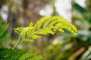 green leaf close up photo