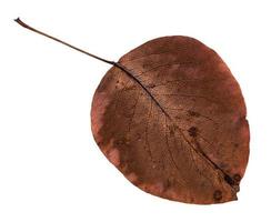 back side of rotten autumn leaf of pear tree photo