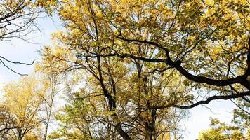 branches of oak trees with yellow leaves in park photo