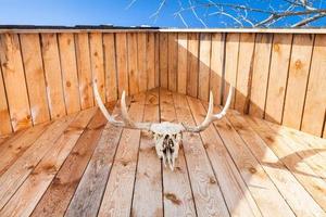 bottom view of skull of moose on country house photo