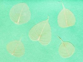 several dried leaves on yellow-green paper photo