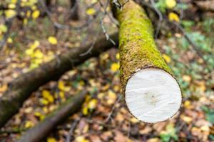 saw-cut of fallen tree in wet forest in autumn photo