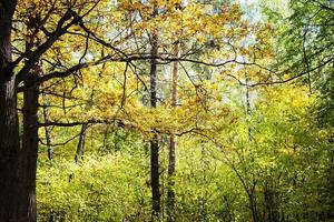 pine and oak trees in forest thicket in autumn photo