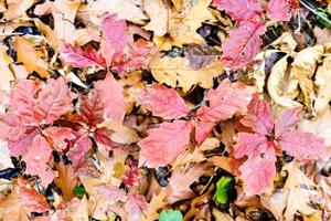 wild oak sprout with red leaves over fallen leaves photo