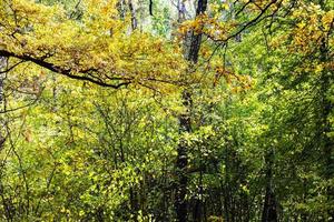 rama de roble y bosque denso en otoño foto