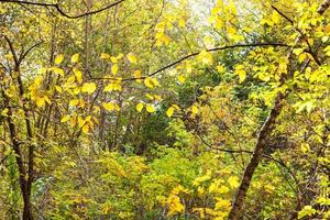 thick forest illuminated by sun in october day photo