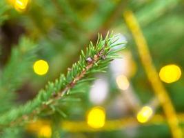 green twig of natural christmas tree close-up photo