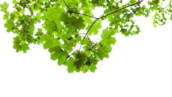natural green branch of field maple tree isolated photo