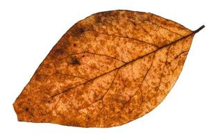 broken dried leaf of poplar tree isolated photo