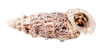 empty shell of cerith mollusk isolated photo