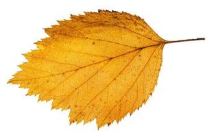 yellow fallen leaf of hawthorn tree isolated photo