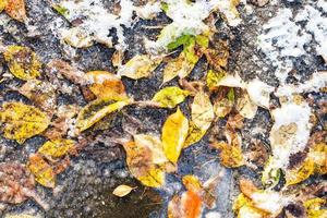 various colorful fallen leaves frozen in puddle photo