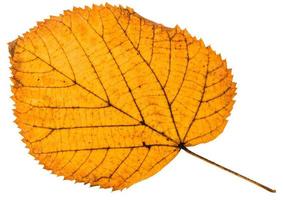 fallen autumn leaf of linden tree isolated photo