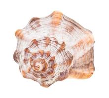 helix shell of whelk snail isolated on white photo