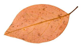 back side of fallen pink leaf of apple tree photo