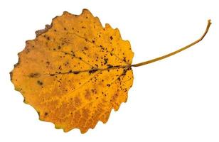 back side of pied yellow fallen leaf of aspen tree photo